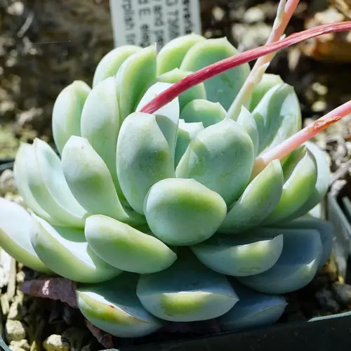 Echeveria elegans