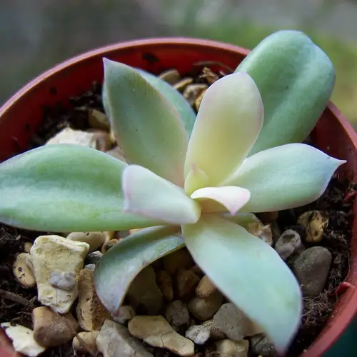 Echeveria gibbiflora jeune