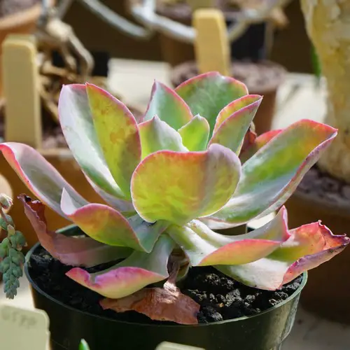 Echeveria gibbiflora