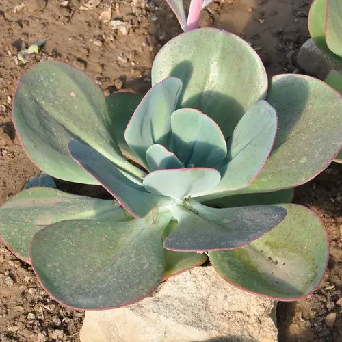 Echeveria gigantea