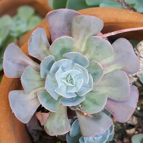 Echeveria lilacina