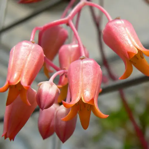 Fleurs d'Echeveria lilacina