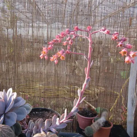 Hampe florale d'Echeveria lilacina