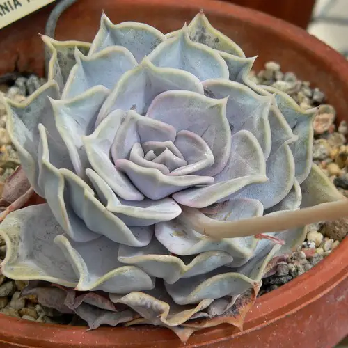 Echeveria lilacina