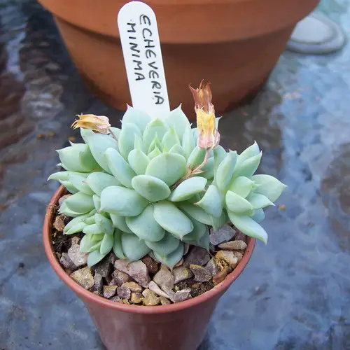 Echeveria minima