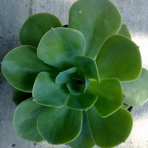 Echeveria pallida