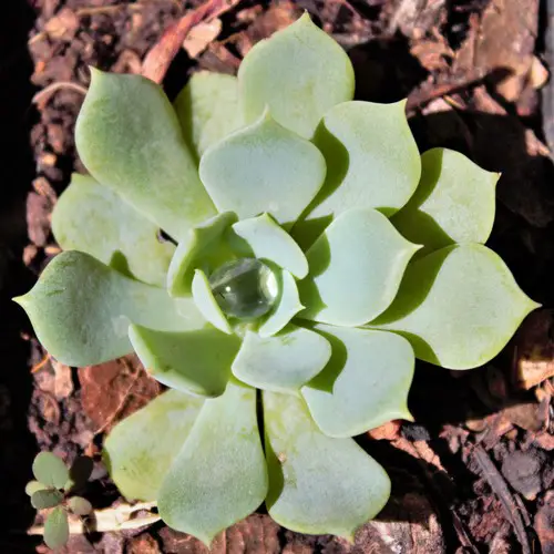 Echeveria peacockii