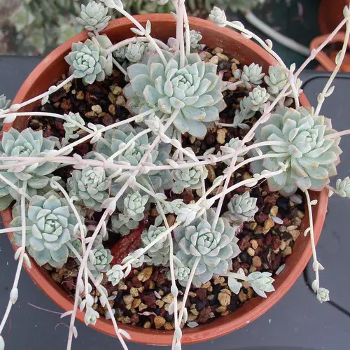 Echeveria prolifica