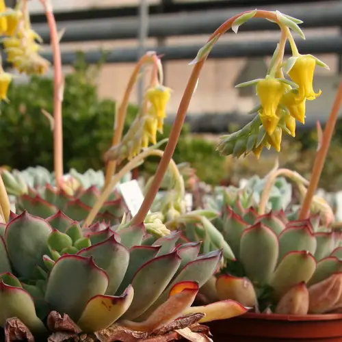 Fleurs d'Echeveria pulidonis