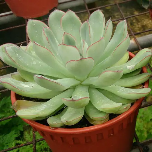 Echeveria pulidonis