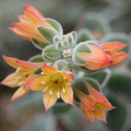 Fleurs d'Echeveria pulvinata