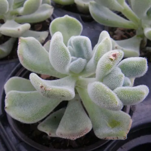 Echeveria pulvinata 'frosty'