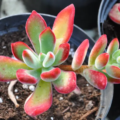 Echeveria pulvinata 'ruby'