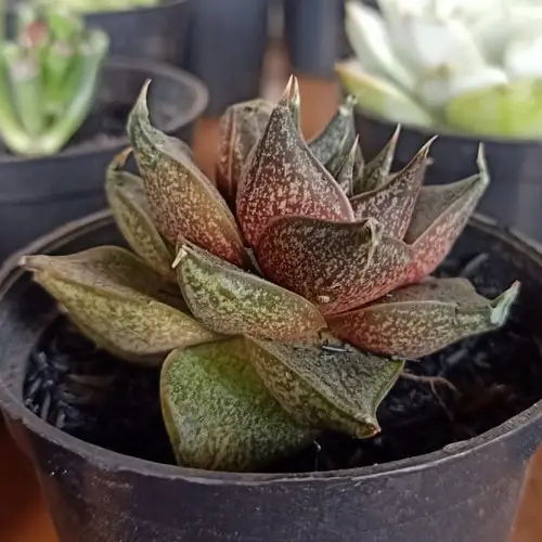 Echeveria purpusorum