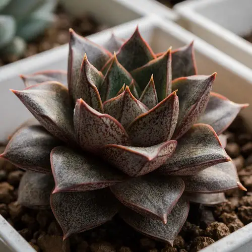 Echeveria purpusorum