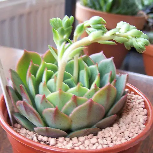 Echeveria ramillette