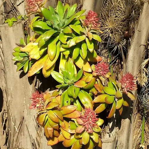 Echeveria rosea