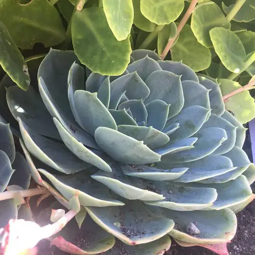 Echeveria secunda