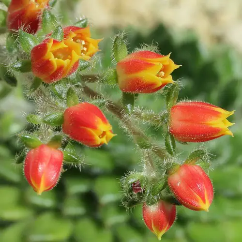 Fleurs d'Echeveria setosa