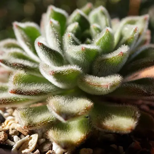 Echeveria setosa