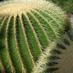 Echinocactus