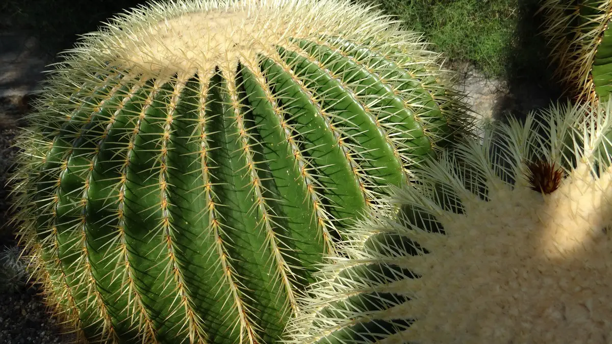 Echinocactus