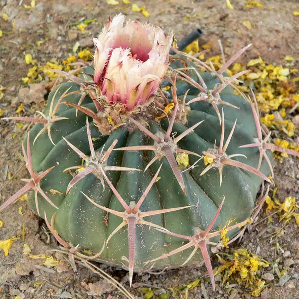 Echinocactus Texensis