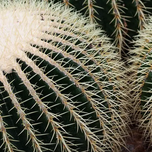 Echinocactus grusonii albispina