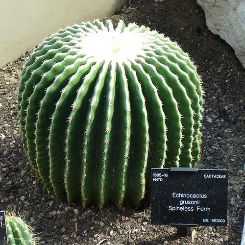 Echinocactus grusonii subinermis brevispinus