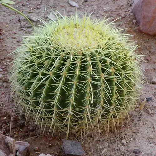 Echinocactus grusonii