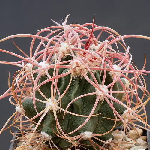 Echinocactus polycephalus