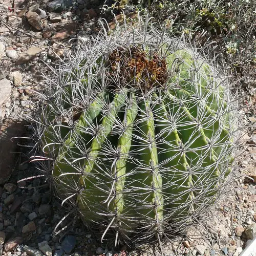 Echinocactus / Ferocactus wislizeni