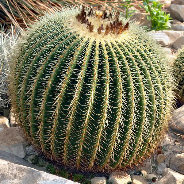 Echinocactus Grusonii