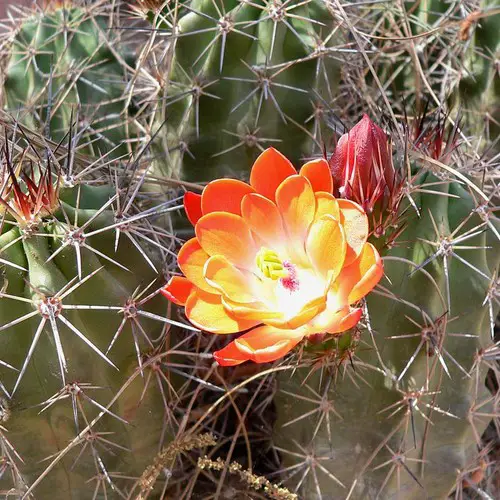 Echinocereus triglochidiatus