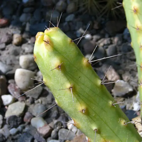 Echinocereus