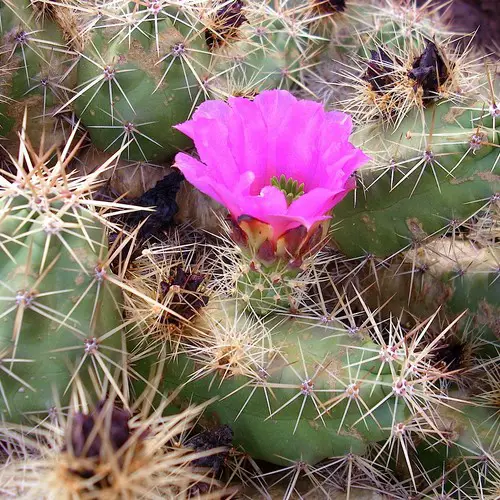 Echinocereus