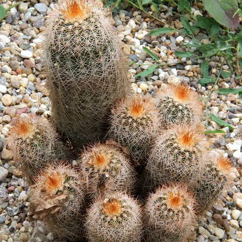 Echinocereus