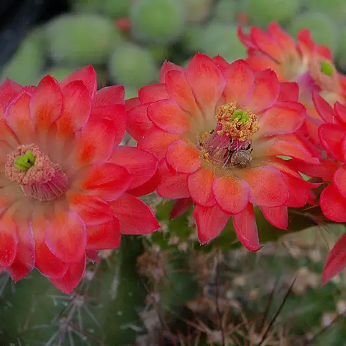 Echinocereus