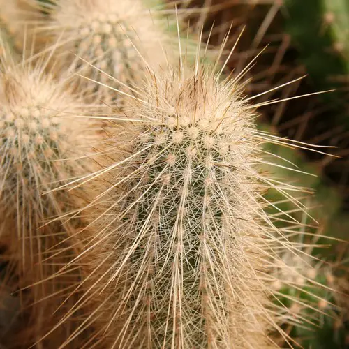 Echinocereus