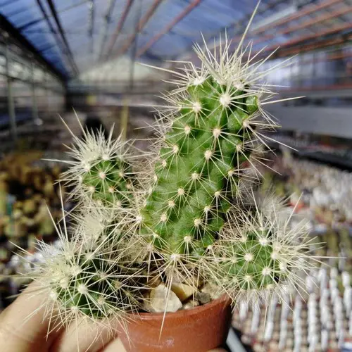 Echinocereus klapperi