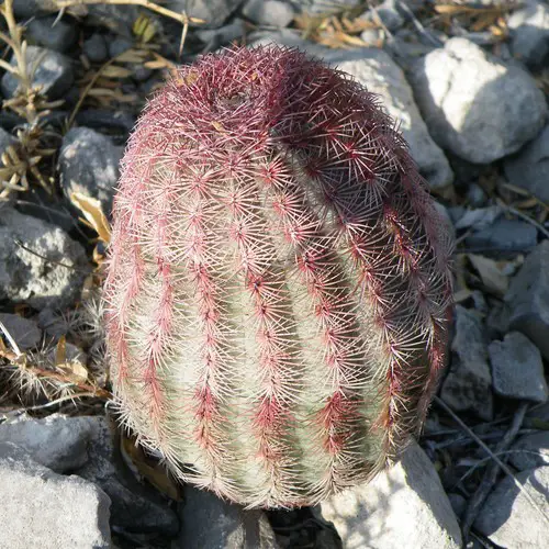 Echinocereus pectinatus