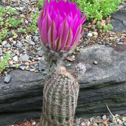 Echinocereus reichenbachii