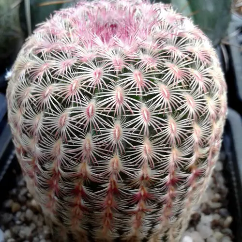 Echinocereus rigidissimus