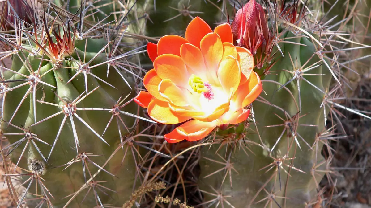Echinocereus triglochidiatus