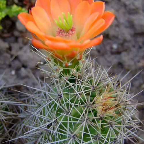 Echinocereus triglochidiatus coccineus