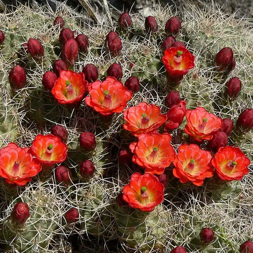 Echinocereus triglochidiatus en fleur