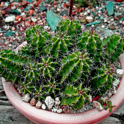 Echinocereus triglochidiatus