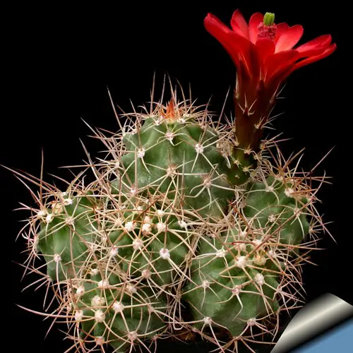 Echinocereus triglochidiatus mojavensis