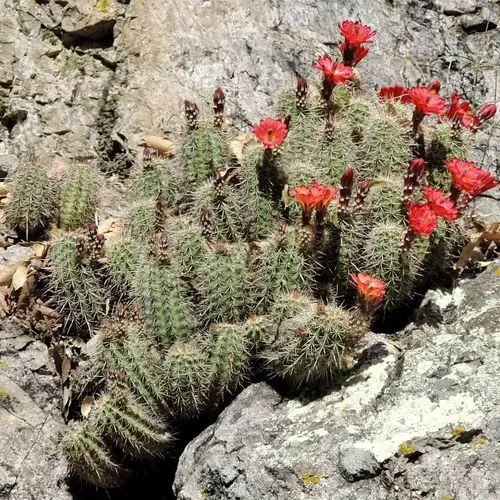 Echinocereus triglochidiatus neomexicanus