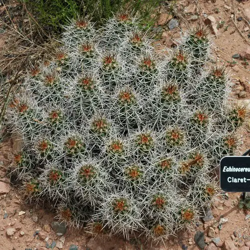 Echinocereus triglochidiatus en touffe